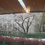 桜　品川　グランドプリンス高輪　朝ごはん　 グランカフェ パティオ