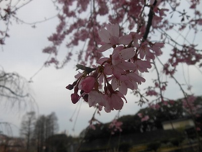 皇居の桜